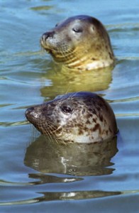 grey-seals-sidebar