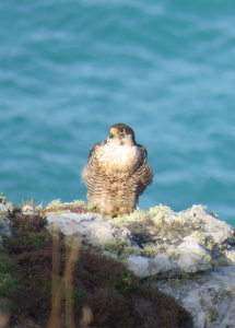 Peregrine falcon, Cornwall's amazing wildlife on a guided walk on the south west coast path