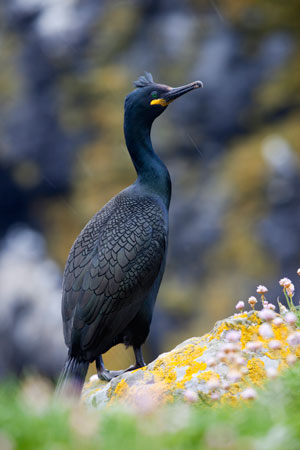 Shag Seabird