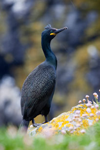 shag picture Cornwall