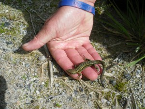 Hagedis, wandelen op heide en heide Cornwall