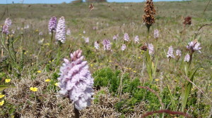 Cornwall Heath Spotted Orchidées - faune falaise sur le sentier côtier