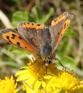 Vlinders in Cornwall op een begeleide wandeling