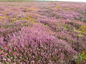 fleurs sauvages à Cornwall