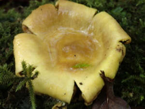 Woodland fungi