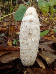 Woodland fungi in Cornwall
