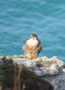 faucon pèlerin, faune étonnante de Cornwall sur une promenade guidée sur le sentier de la côte sud-ouest