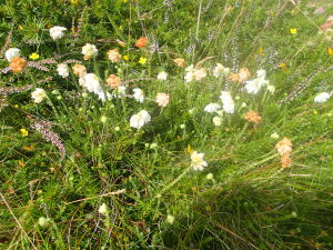 Cornwall's rare wildlife, guided walking on cornwalls cliff tops to explore our amazing wildlife