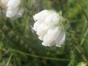 Rare Cornish wildlife, guided walking looking for cornwall's wildlife, cliff top walking in Cornwall