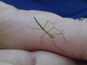 Wildlife in Cornwall whilst walking on the coast path