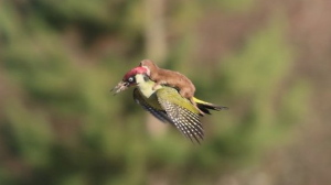 verbazingwekkende fauna, Vogels in Cornwall,